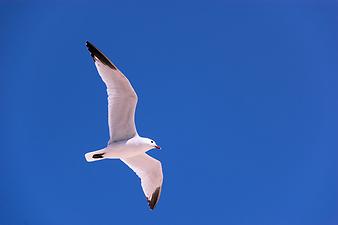 Ferienhaus Can Ravell: Möwe in Sa Coma Mallorca