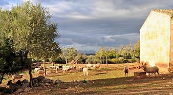 Finca Ses Cases de son Duri: Schafe auf Mallorca