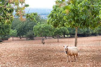 Finca Ses Cases de son Duri: Schaf-Scherer