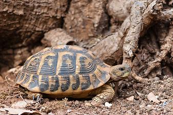 Finca Ses Cases de son Duri: Schildkröten auf Mallorca