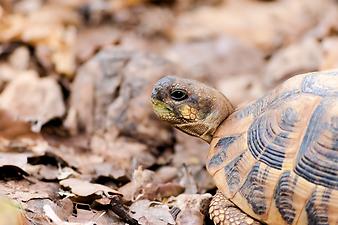 Finca Ses Cases de son Duri: testudo hermanni auf Mallorca