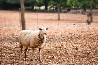 Finca Ses Cases de son Duri: Schafe auf Mallorca