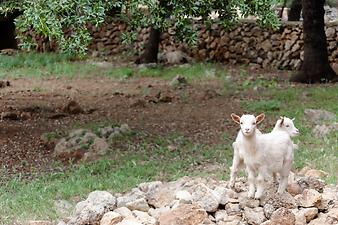 Finca Ses Cases de son Duri: Ziegen der Finca