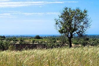 Finca Es Collet: Blick auf das Meer