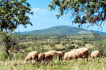Finca Es Collet: Ansicht der Finca