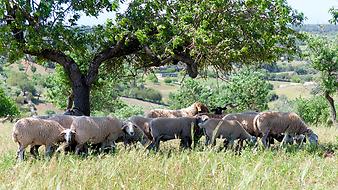 Finca Es Collet: Tiere auf der Finca