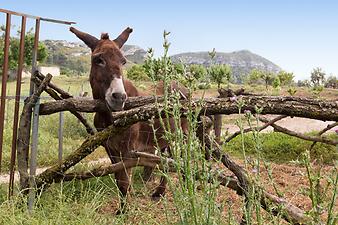 Finca Ses Bitles: Willkommen, ich bin der Finca Esel