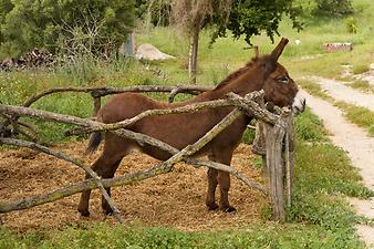 Finca Ses Bitles: lange Eselsohren