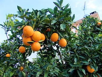 Finca Sa Caseta d'en Tronca: Orangen auf der Zitronenfinca