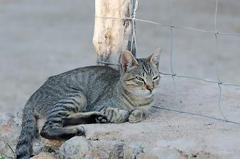 Finca S'Esquerda: Katzen auf S'Esquerda