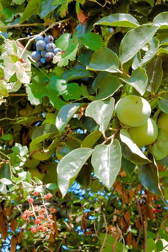 Finca Es Tarongers: Weintrauben und Brombeeren
