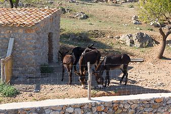 Finca S'Esquerda: Die Esel auf S'Esquerda