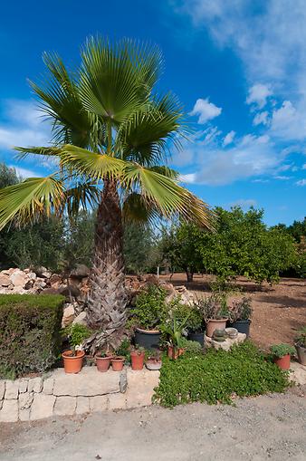 Finca Casa Alba: Zwergpalme