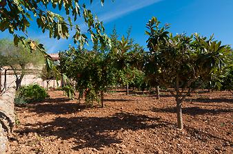 Finca Can Prim: Granatapfel