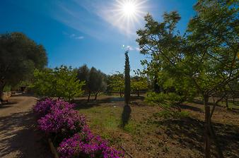 Finca Can Prim: Bougainvillea