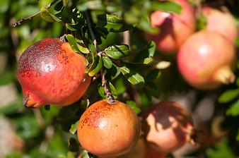 Finca Can Prim: Granatäpfel am Baum
