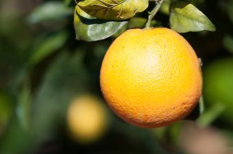 Finca Can Prim: Eine Orange am Baum