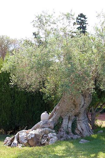 Finca Can Pamboli: Der alte Olivenbaum
