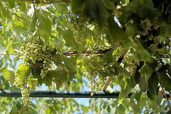 Finca Can Pamboli: Weintrauben unter der Pergola