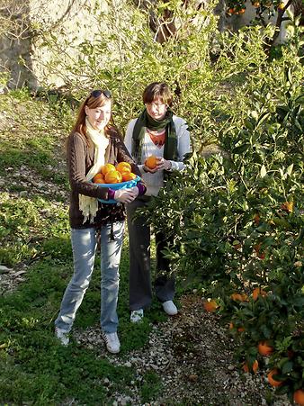 Finca Sa Caseta d'en Tronca: Orangen im Garten