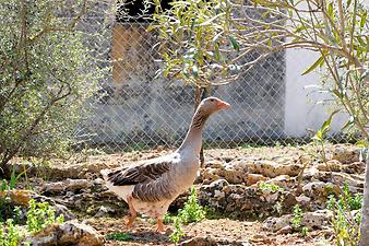 Finca Es Rafal Roig: Gänsemami