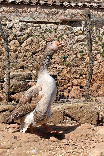 Finca Es Rafal Roig: Gänsemami