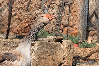 Finca Es Rafal Roig: Gänseküken