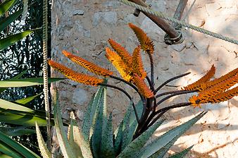 Finca Es Moli de son Pocapalla: Aloe Vera mit Blüte