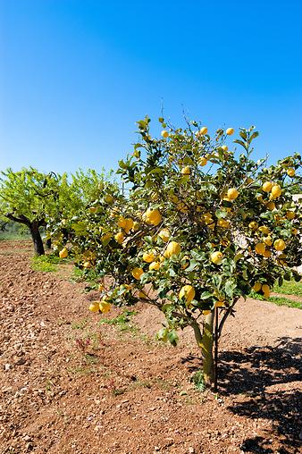 Finca Cas Padrins: Zitronen