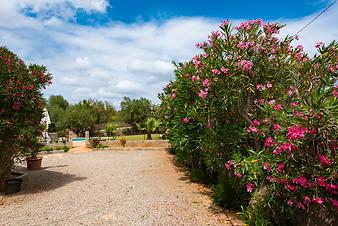 Finca Es Moli d'en Llull: Blumenpracht auf der Finca auf Mallorca