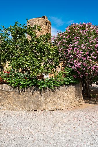 Finca Es Moli d'en Llull: Pflanzenbewachsen