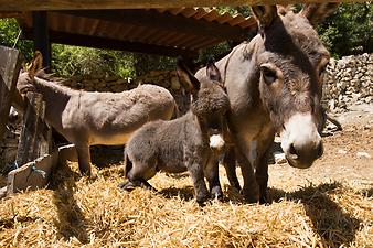 Finca Son Torrat: kuscheln mit Mama