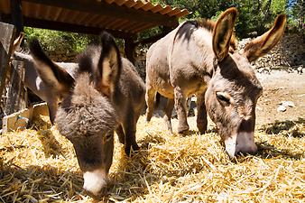 Finca Son Torrat: Esel auf Son Torrat