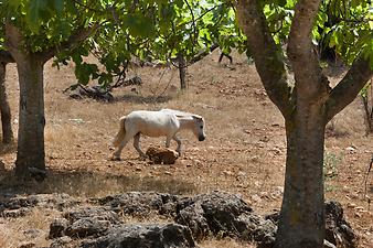 Finca S'Arbocar: Pony