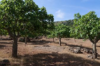 Finca S'Arbocar: Schafe