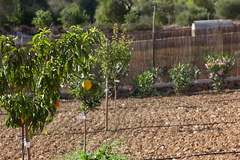 Finca Son Duri Petit: Garten der Finca