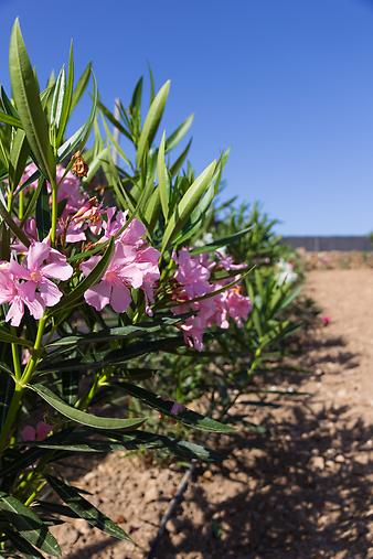 Finca Son Duri Petit: Oleander Mallorca