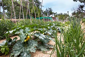 Finca Cas Padri Joan: Gemüsegarten