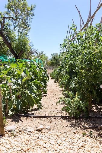 Finca Cas Padri Joan: Gemüsegarten