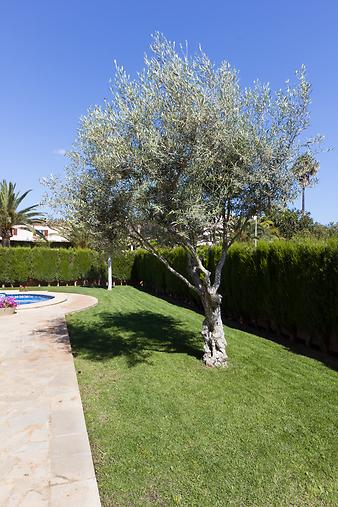 Ferienhaus Rosalia: Ferienhaus Sa Coma - Ullastre