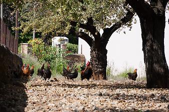 Finca Es Moli d'en Llull: Ansicht der Finca