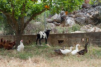 Finca S'Arbocar: Hühner und Enten