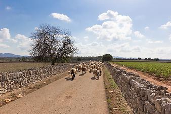 Finca Albadallet: Schafherde