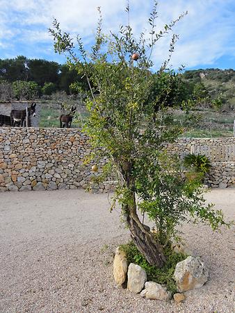 Finca S'Esquerda: Granatapfelbaum