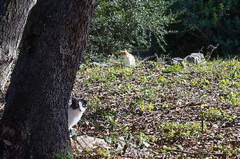 Finca Son Segi: Katzen auf der Finca