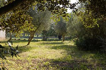 Finca Son Segi: Waldgrundstück