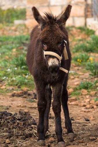 Finca Es Rafal Roig: Babyesel