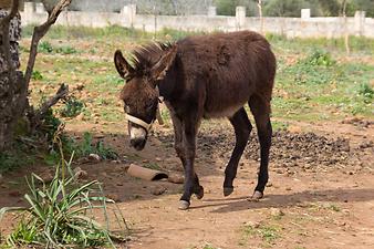 Finca Es Rafal Roig: Auf spanisch oder mallorquín heisst Esel "burro".