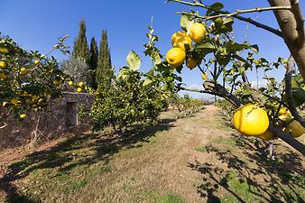 Fincahotel Sa Franquesa Nova: Zitronen ernten