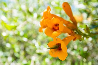 Fincahotel Sa Franquesa Nova: Der Garten